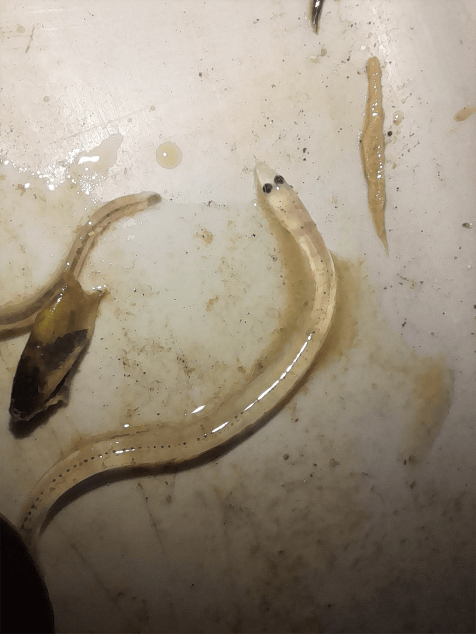 Anguilla_anguilla_glass_eel_1