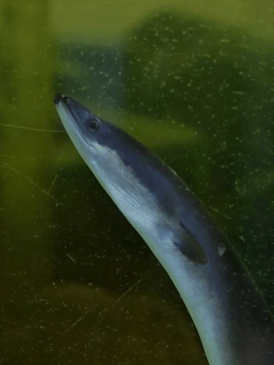 Common-Eel-Nassar-Halaweh