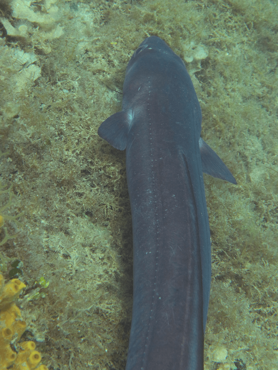 Conger-eel-slideshow