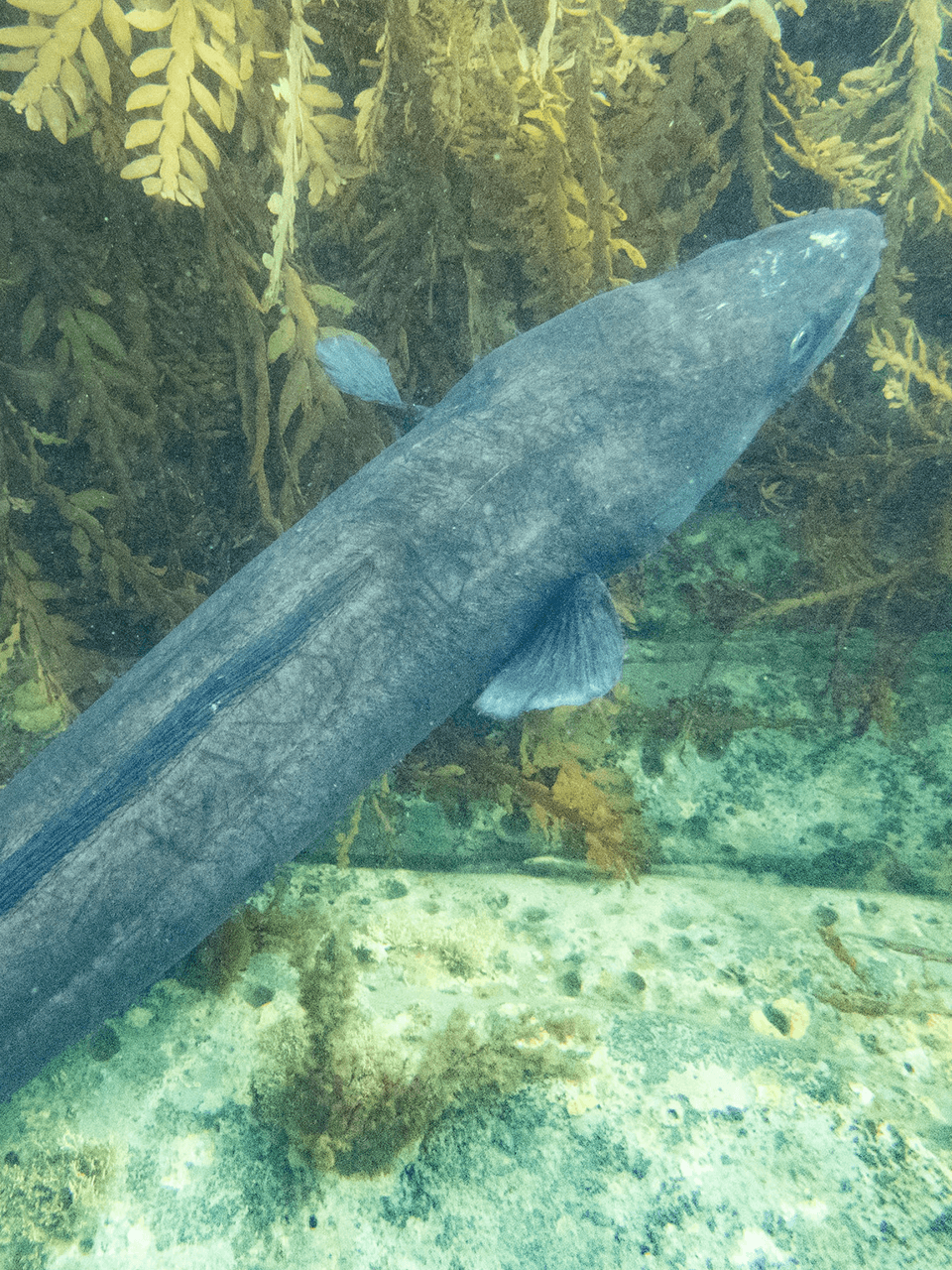 Conger-eel-tend-to-be-Larger