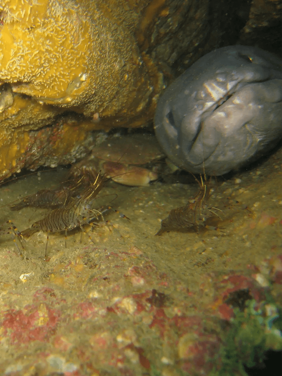 Conger-in-a-small-space-crevice-ambush-matthieu-sontag