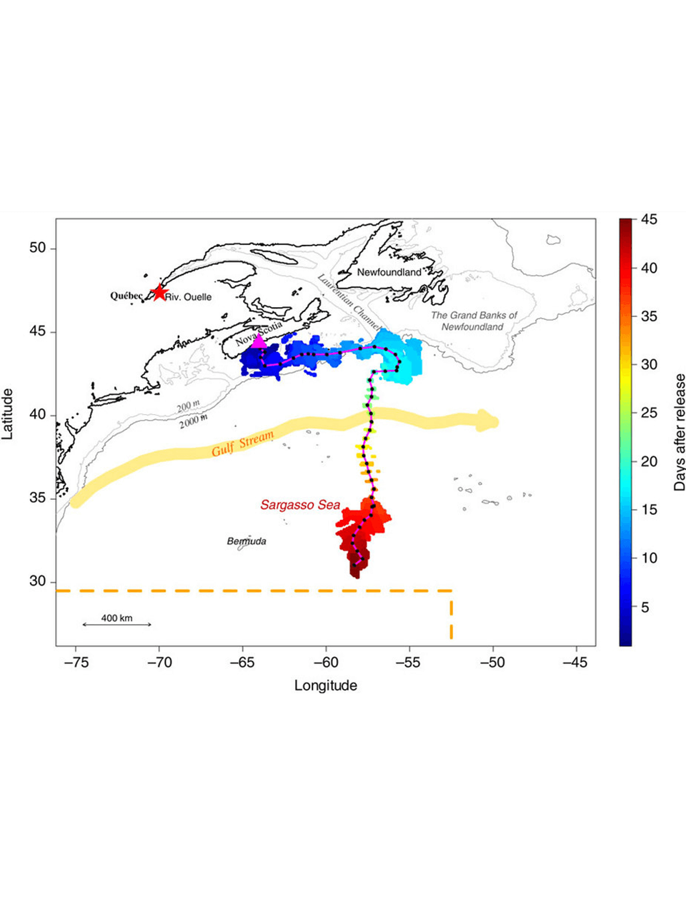 Eel-migration-to-Sargasso-Sea