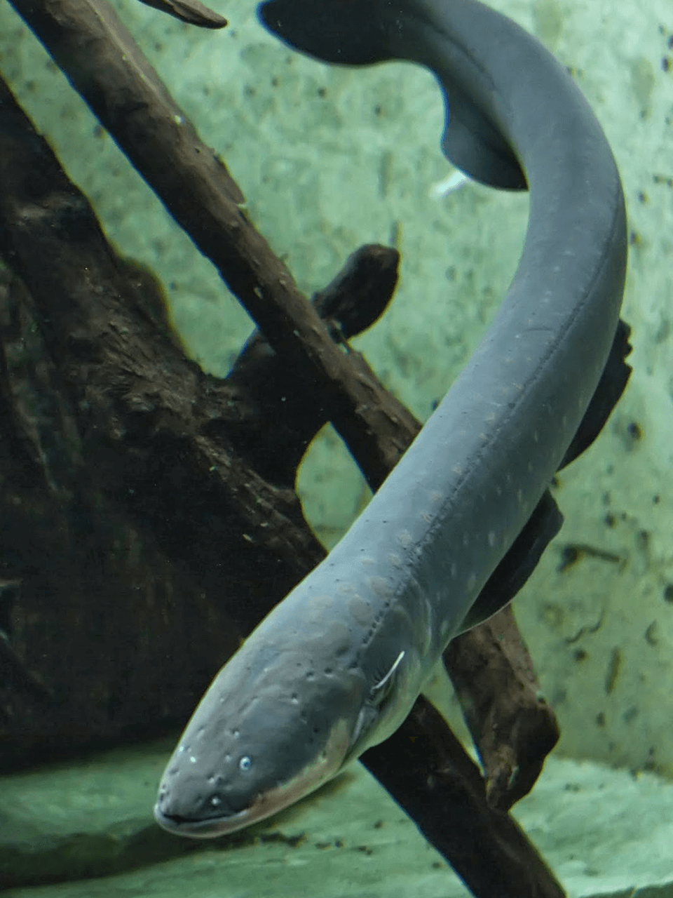 Electric-eel-voltage