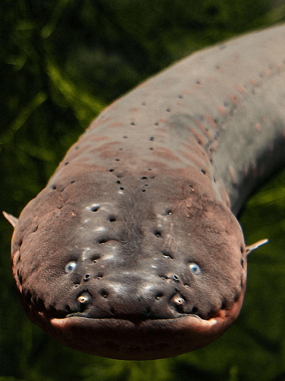 Slideshow-Image-Electric-Eel-portrait-960-x-1280