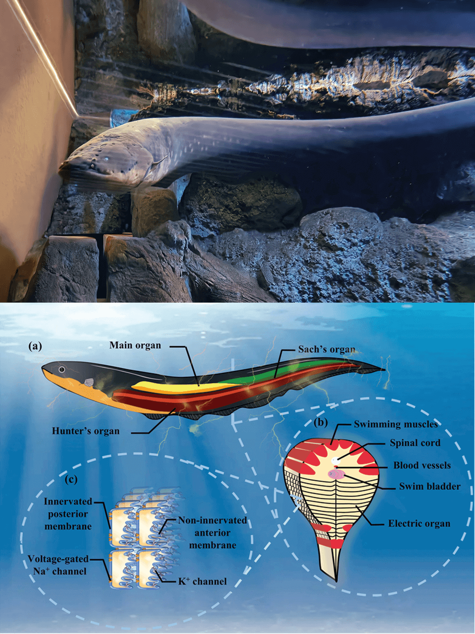 Electric-eels-have-electric-organs with diagram
