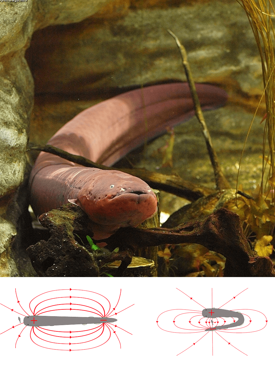 Electric-eels-have-electric-radar-to-find-prey-in-murky-water