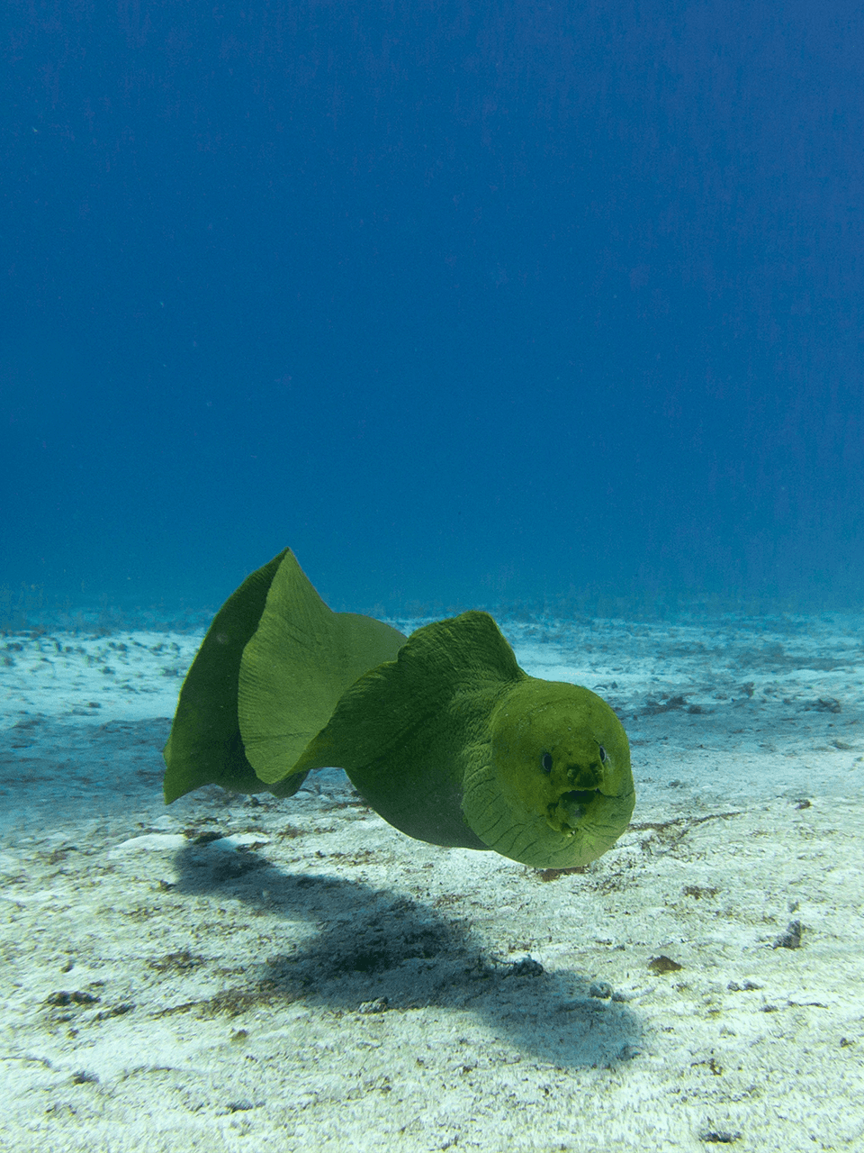 Moray-Eel