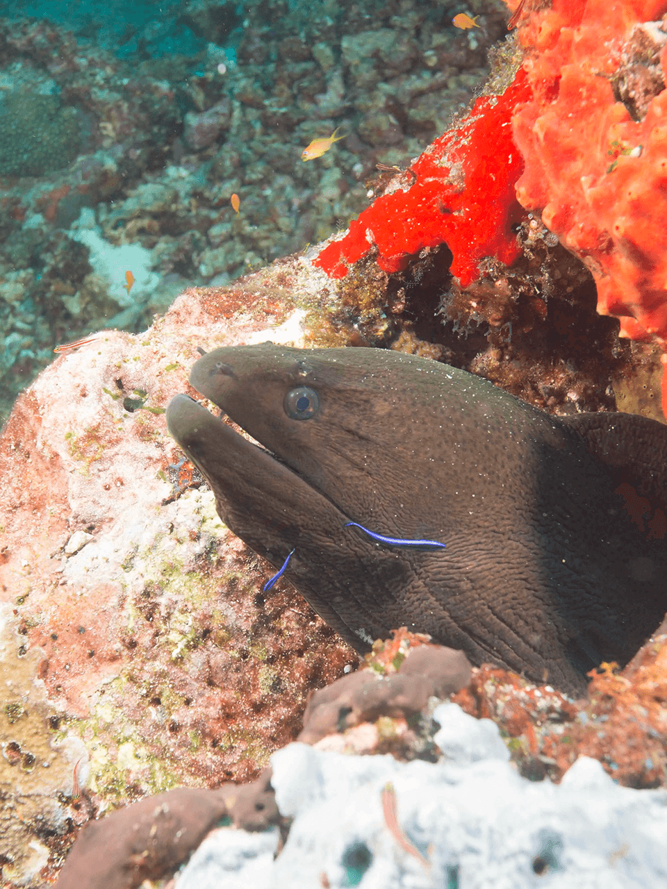 Moray-eel-in-crevice-bhushan-bagadia