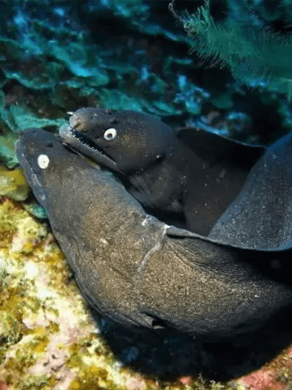 Moray-eel-mating
