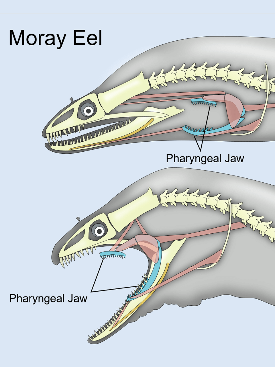 Moray-eel-pharyngeal-jaw
