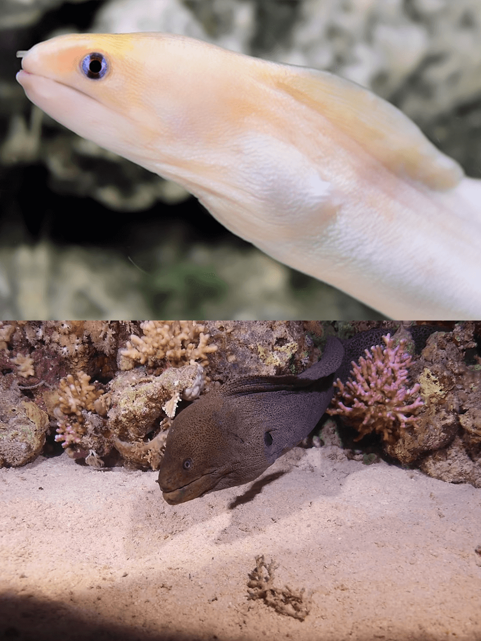 Moray-eel-size-disparity