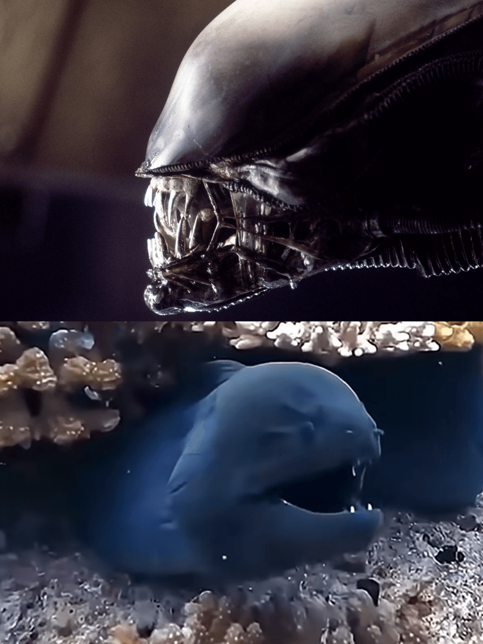 Moray-eel-xenomorph-similarity