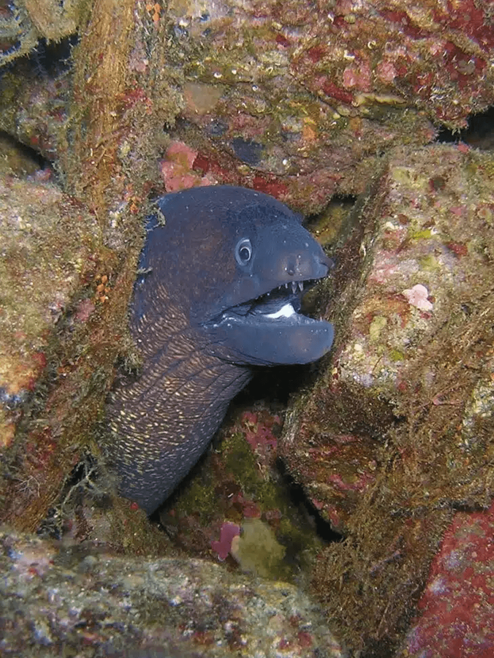 Muraena-helena-Moray-Eel-olfactory-organs