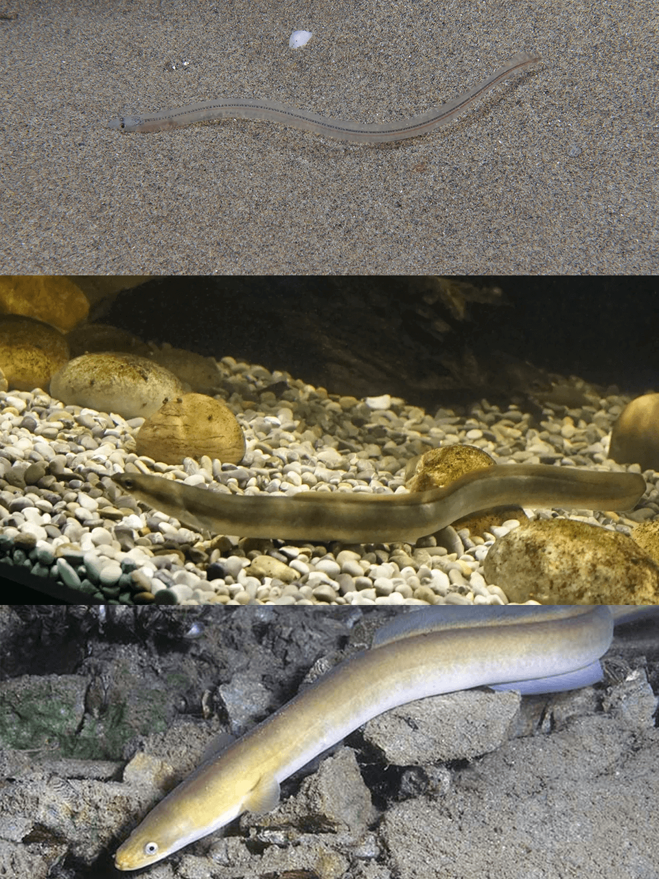 Slideshow-Metamorphosis