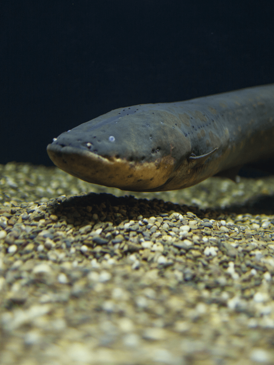 Slideshow-Image-Electric-Eel-portrait-960-x-1280
