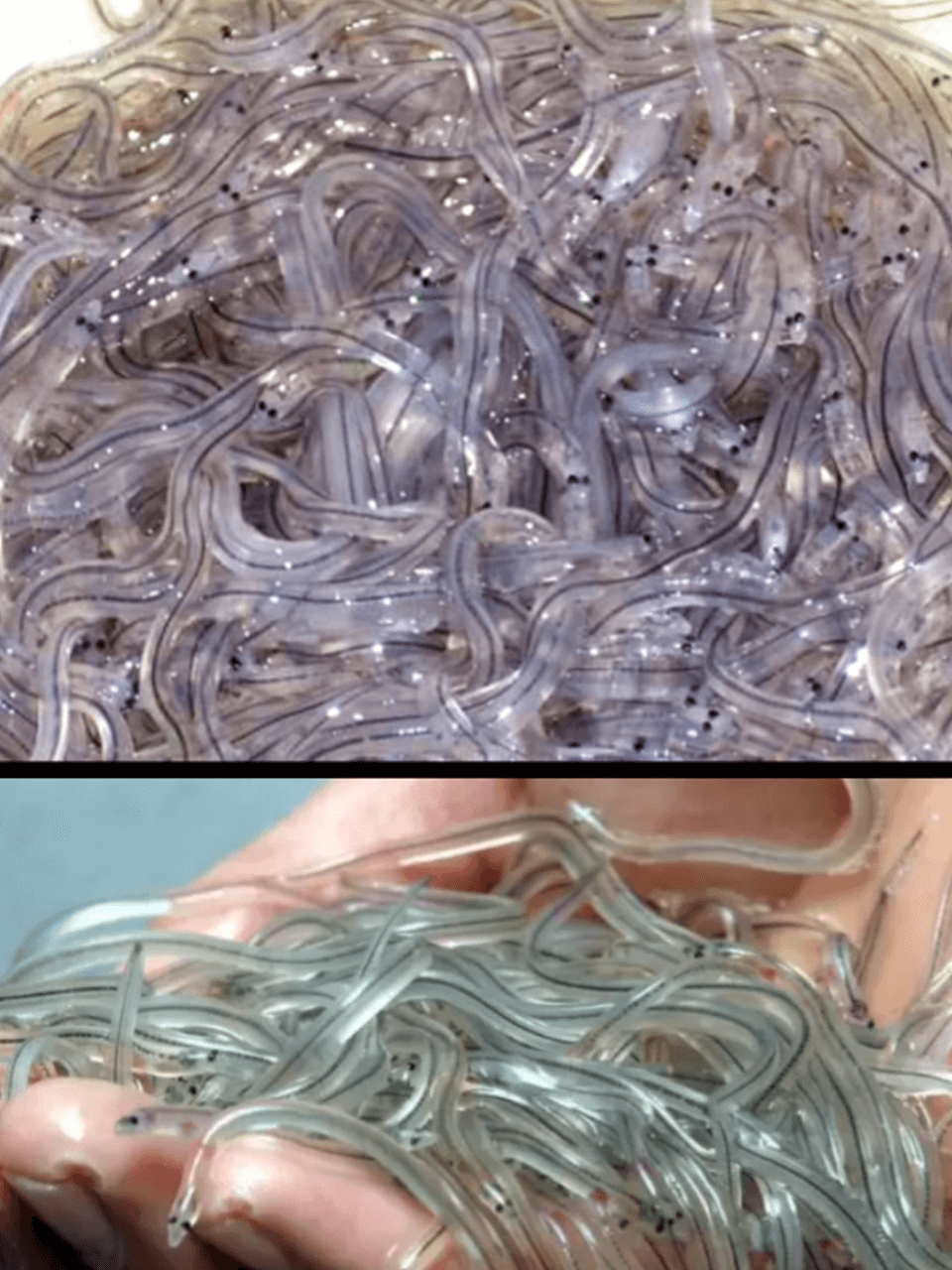 Slideshow-Silver-eels-juvenile-european-eels