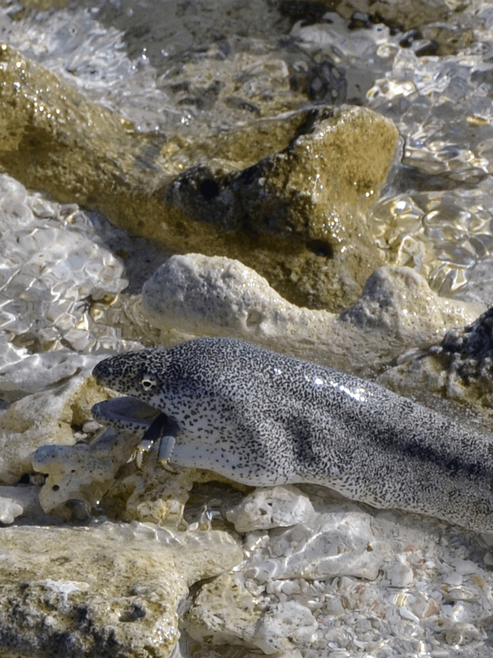 Spotted-Moray-eating-crab