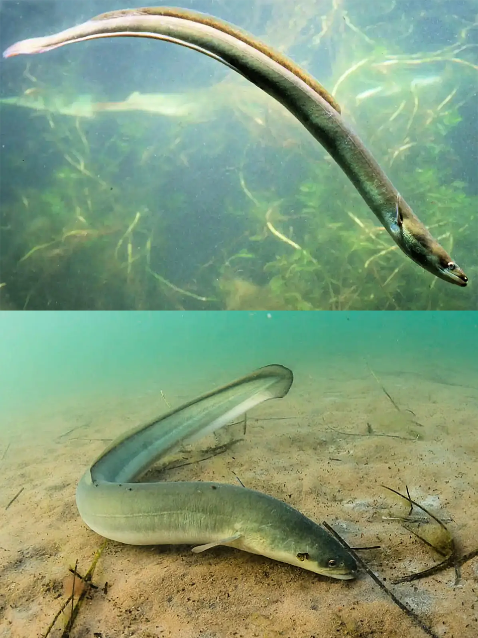 They-get-big-eel-slideshow