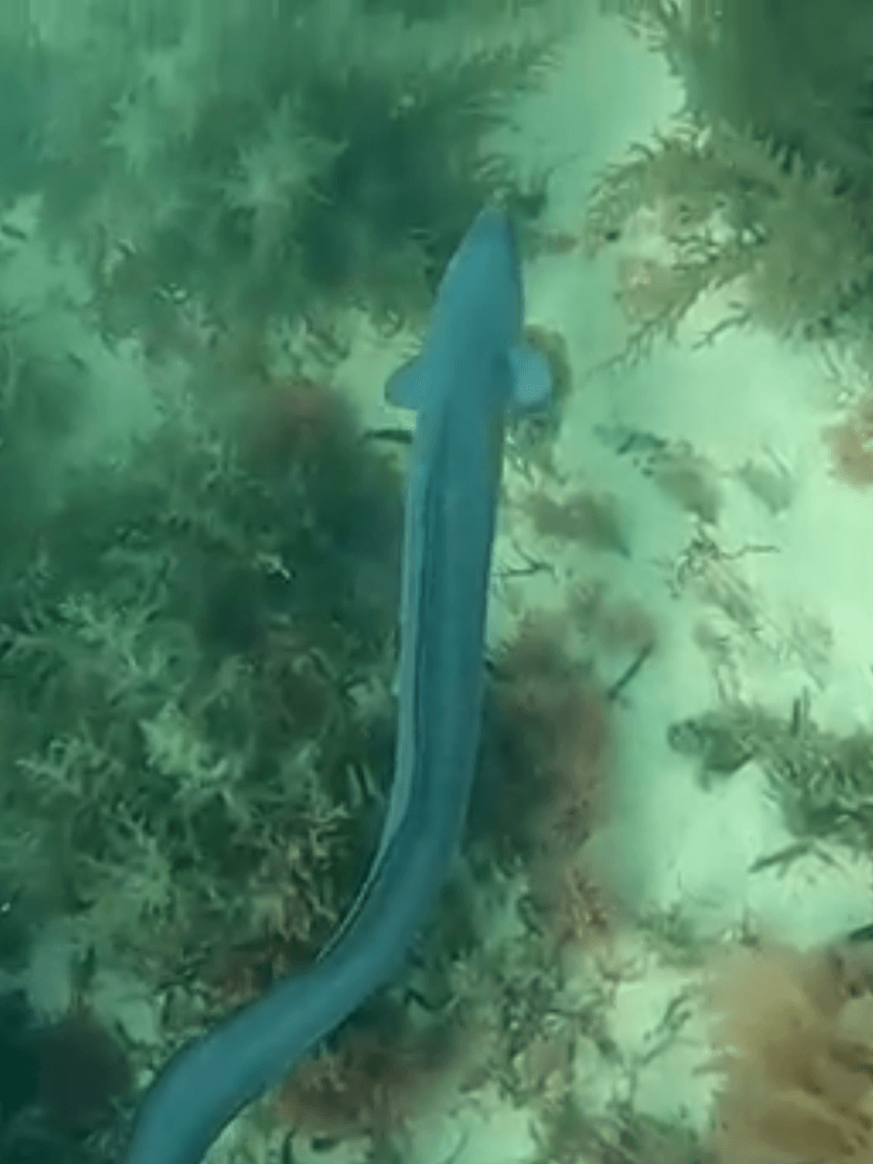 They-spawn-from-the-deep