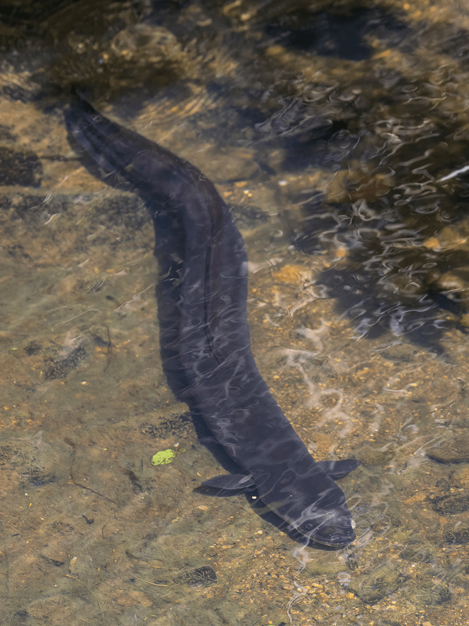 What is an Eel image