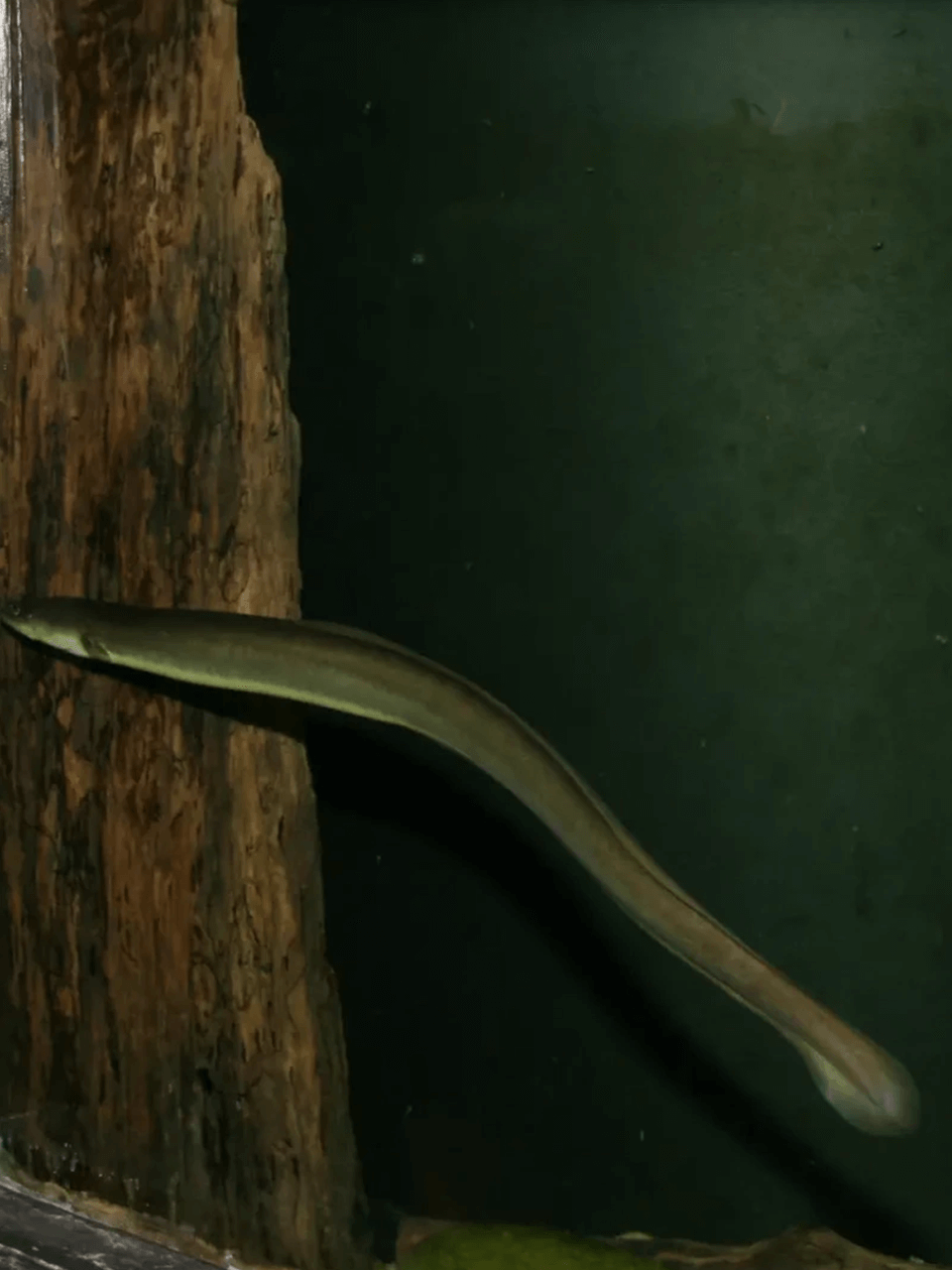 american-eel-anguilla-rostrata-3152824068