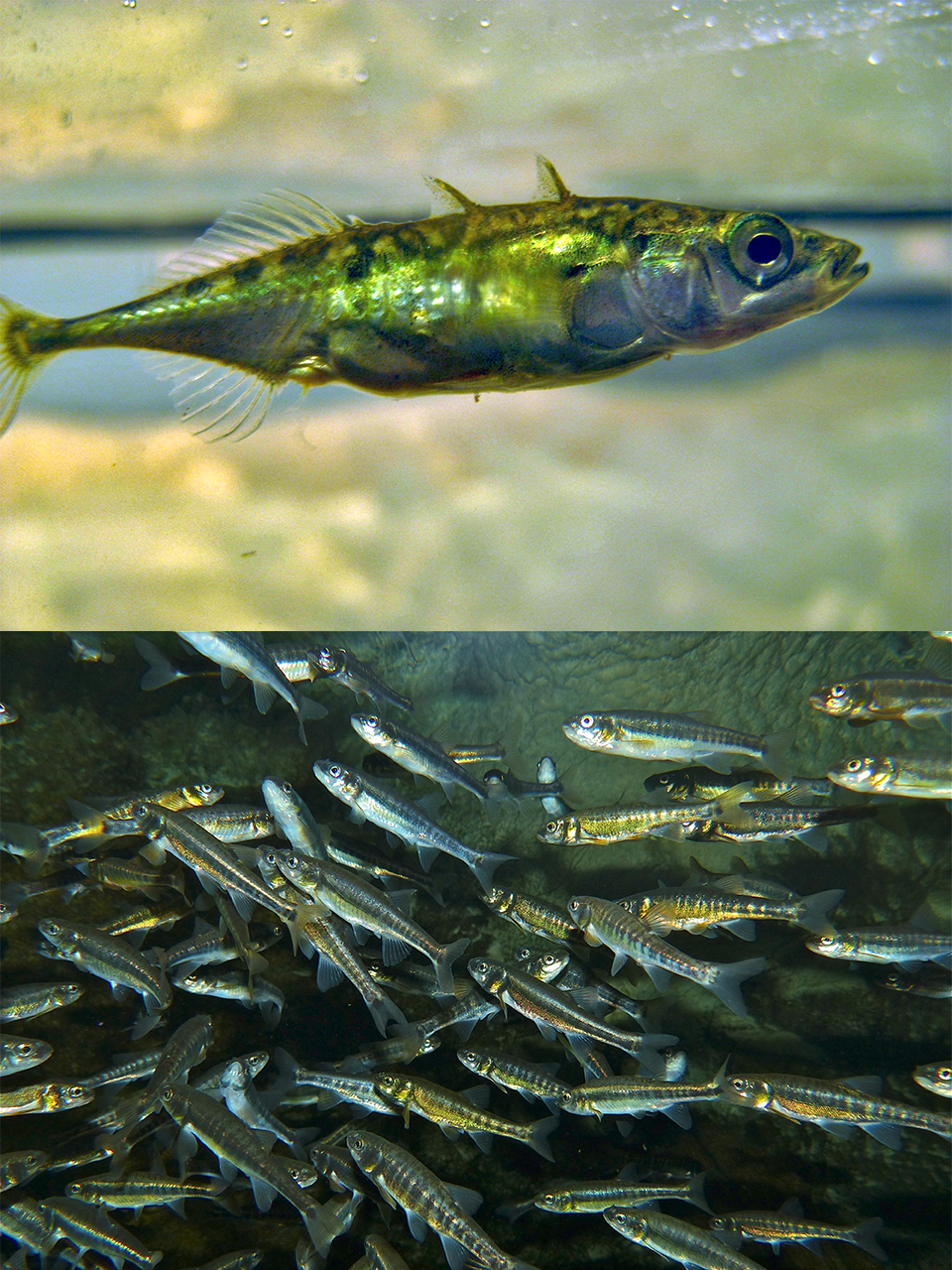 food-habit-eels