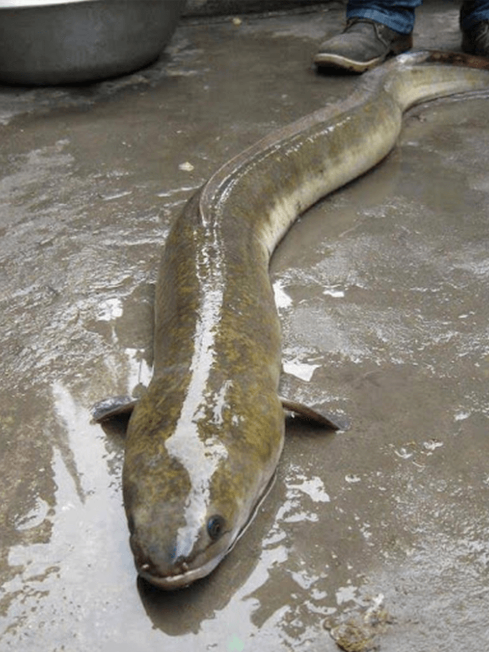 they-are-getting-endangered-dead-eel