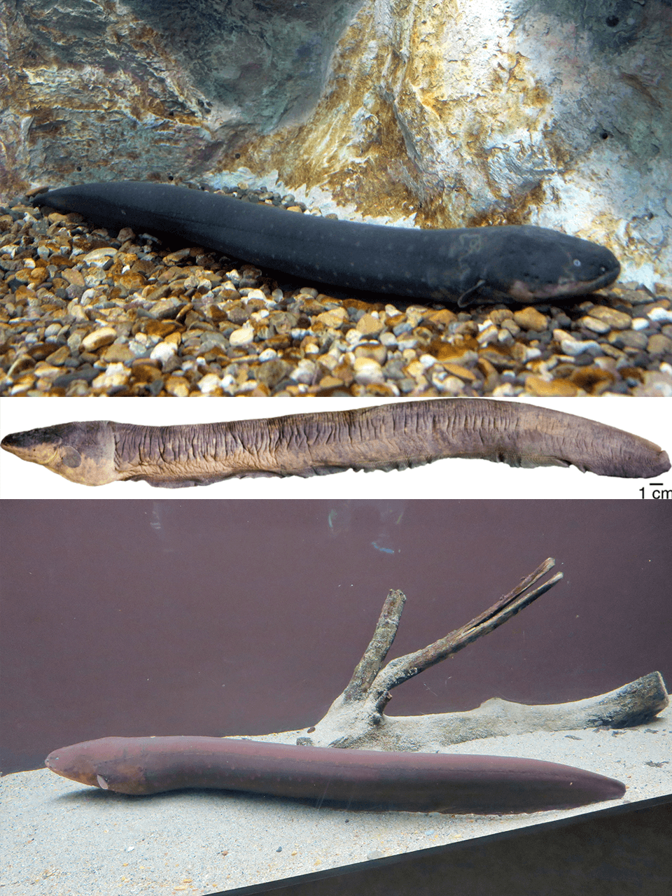variants-of-electric-eel